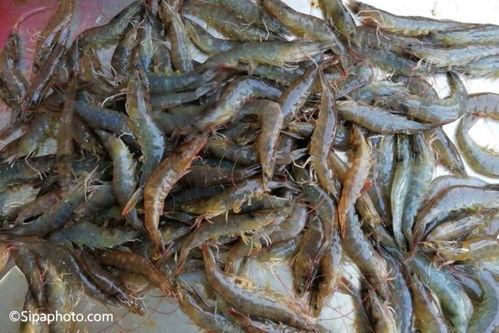 怎么看虾苗吃料好不好,虾苗吃料优劣判断指南